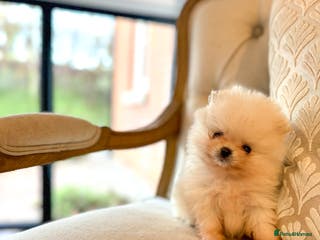 Pomeranian dogs 🧸 WHITE KC TEDDY BEARS 🧸 1 GIRL & 1 BOY LEFT! - Advert 6