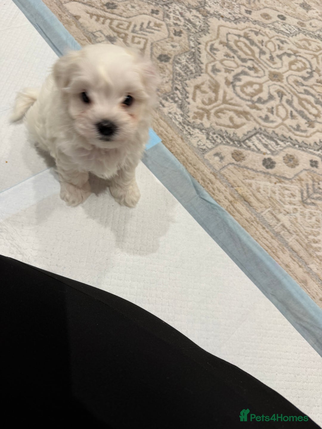 Maltese dogs for sale: Gorgeous Maltese puppies  - Advert 20