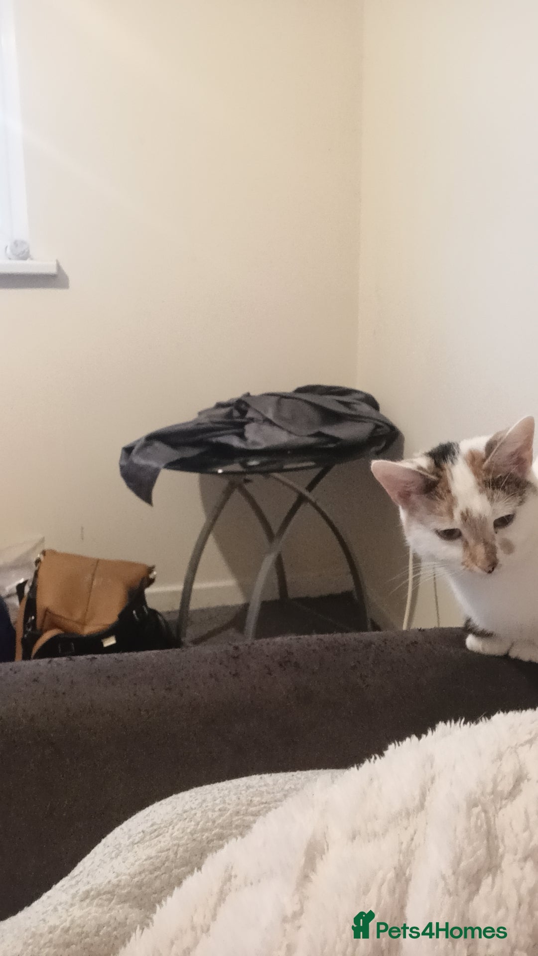 Mixed Breed cats 2 female  - Advert 1