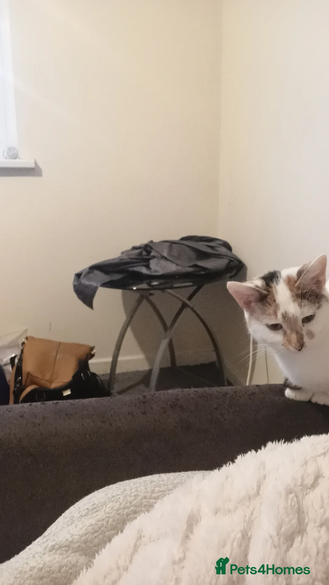 Mixed Breed cats for sale: 2 female  - Advert 1