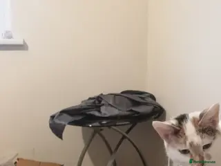 Mixed Breed cats 2 female - Advert 1