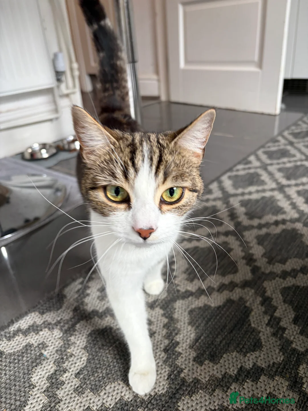 Bengal cats for sale: Cat      - Advert 2