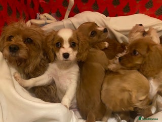 Cavapoo dogs DNA clear F1 cavapoo including BVA heart/eyes - Advert 12