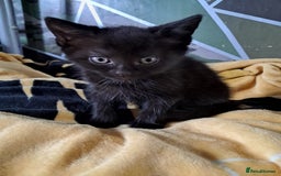 British Shorthair cats for sale: 2 beautiful kittens ready to leave  - Image 5