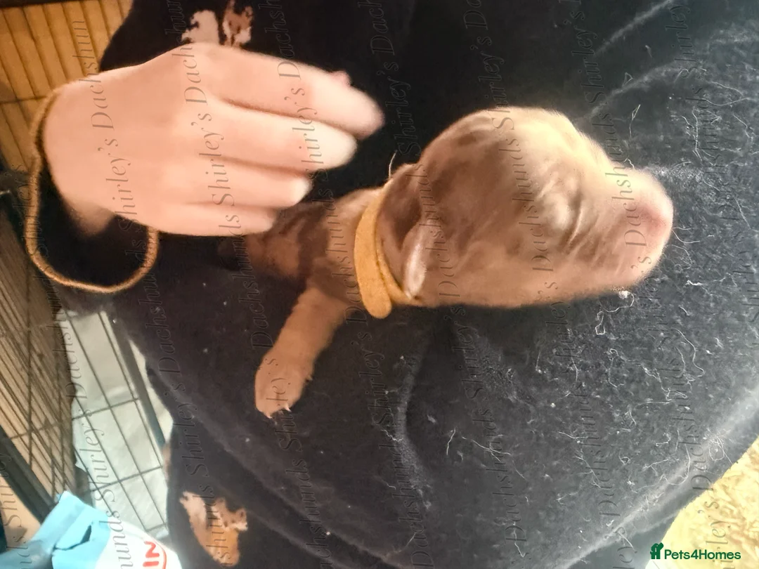 Miniature Dachshund dogs for sale: Longhaired Miniature Dachshunds KC Registered  - Advert 32