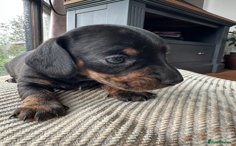 Miniature Dachshund dogs - Advert 2