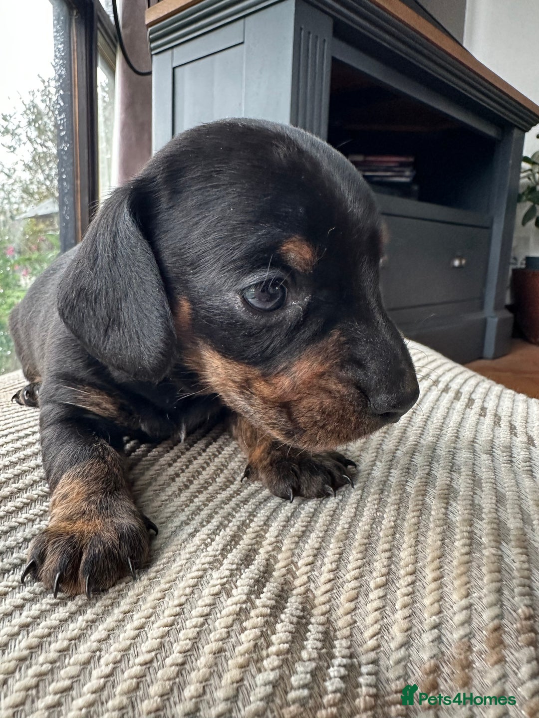Miniature Dachshund dogs for sale: Ready Soon - Gorgeous KC Reg. Miniature Dachshund - Advert 1