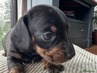 Miniature Dachshund dogs - Advert 12