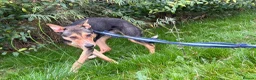Mixed Breed dogs for adoption: Oscar / Leamington Spa Warwickshire in Leamington Spa - Advert 20