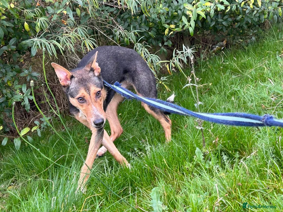 Mixed Breed dogs for adoption: Oscar / Leamington Spa Warwickshire in Leamington Spa - Advert 20