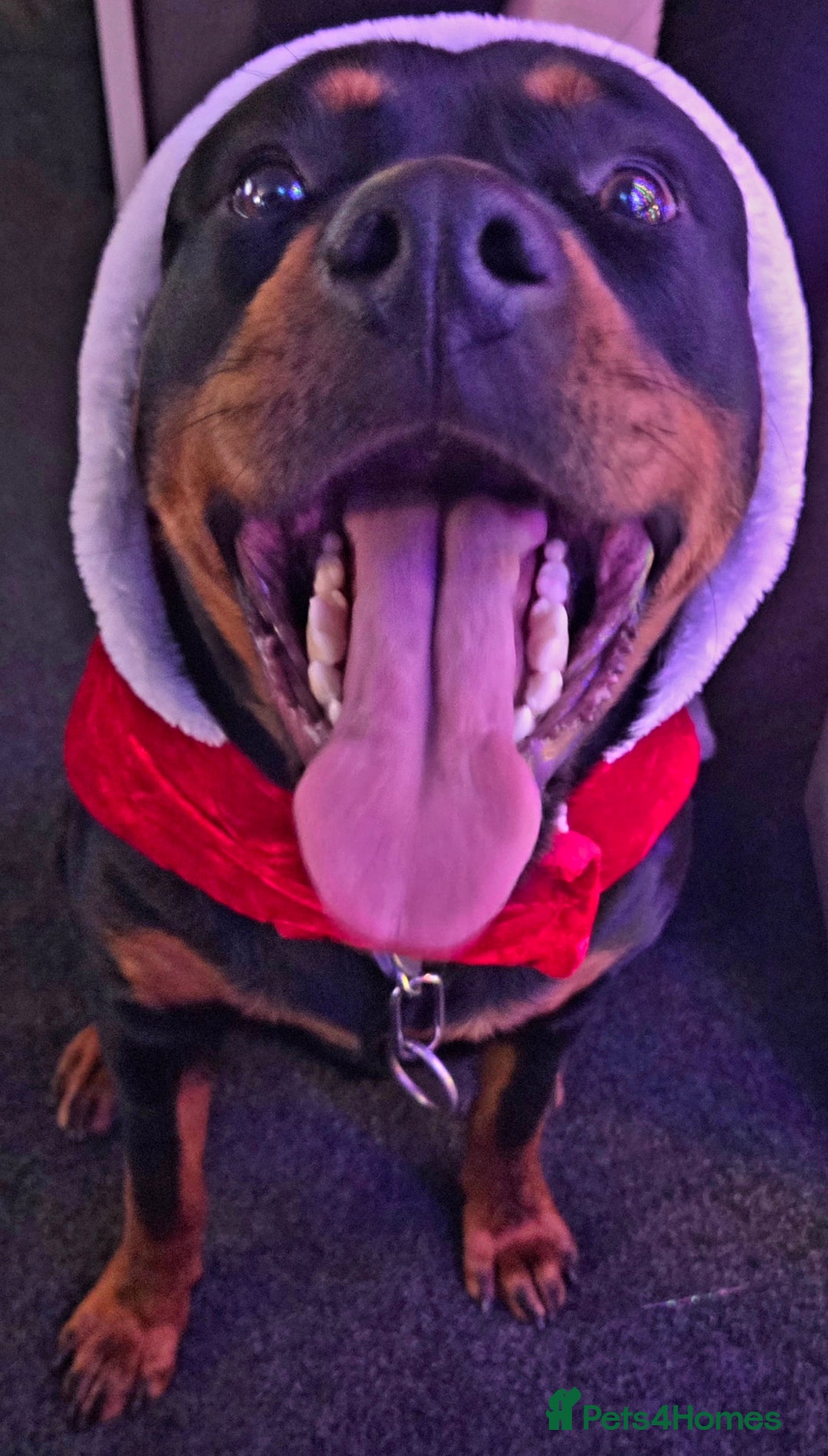 Rottweiler dogs for sale: Gorgeous trained rottweiler female available  - Advert 5