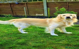 Golden Retriever dogs for sale: Quality KC Golden Retriver Puppies - Image 9