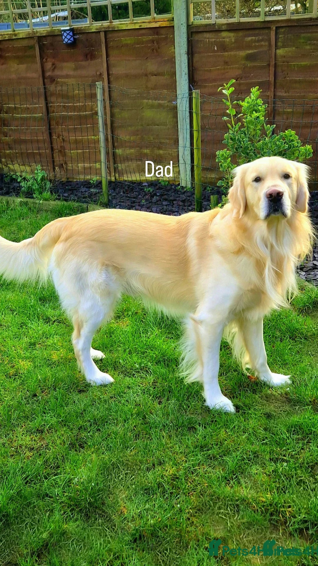 Golden Retriever dogs for sale: Quality KC Golden Retriver Puppies - Image 9