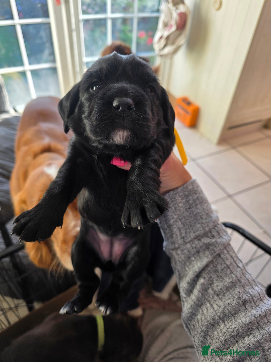Cocker Spaniel dogs for sale: Working cocker Spaniel puppies KC registered  - Image 6