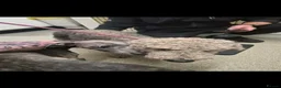 Mixed Breed dogs for sale: F1 Bedlington Whippets (beddy whippets) - Advert 9