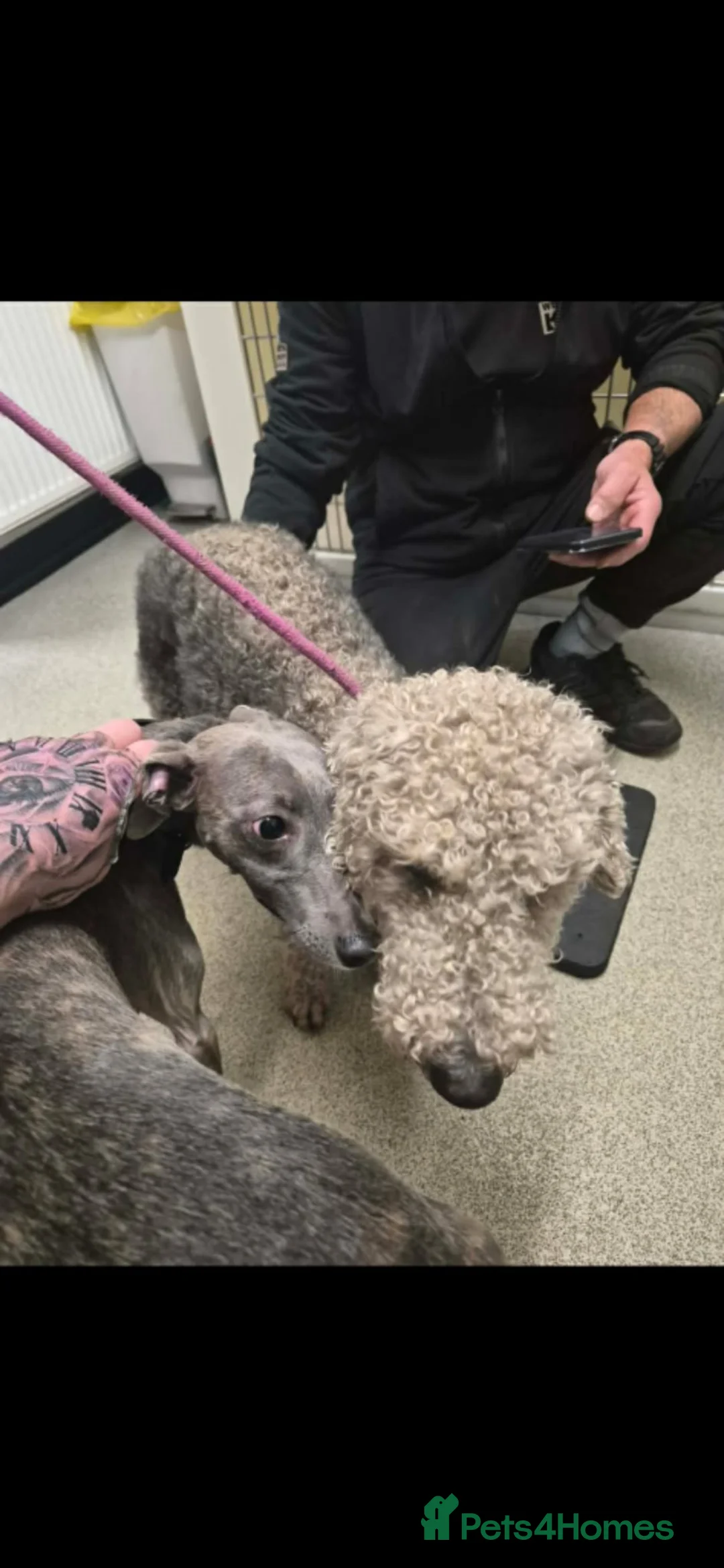 Mixed Breed dogs for sale: F1 Bedlington Whippets (beddy whippets) - Advert 9