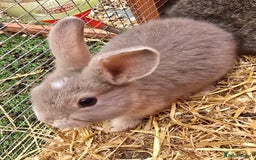 Lionhead rabbits for sale: 5 lionhead x - Image 1