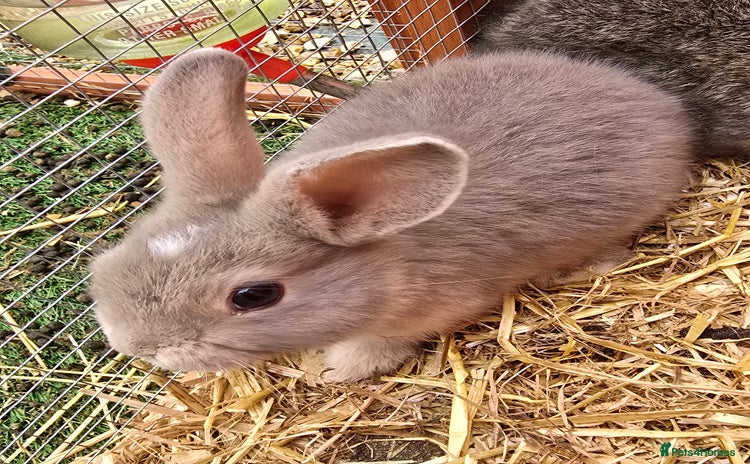 Lionhead rabbits - Advert 1
