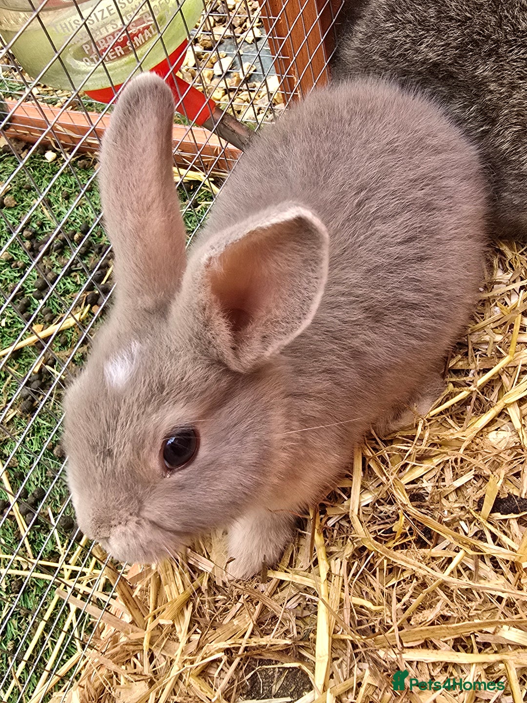 Lionhead rabbits for sale: 5 lionhead x - Image 1