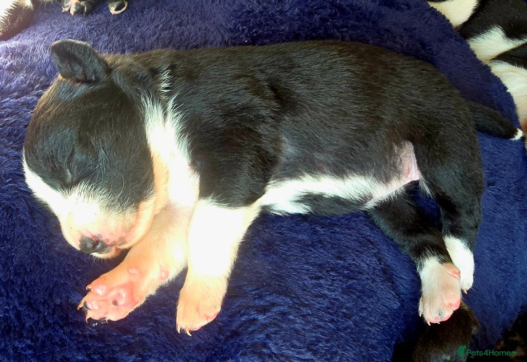 Mixed Breed dogs for sale: Short haired Collie pups - Image 10