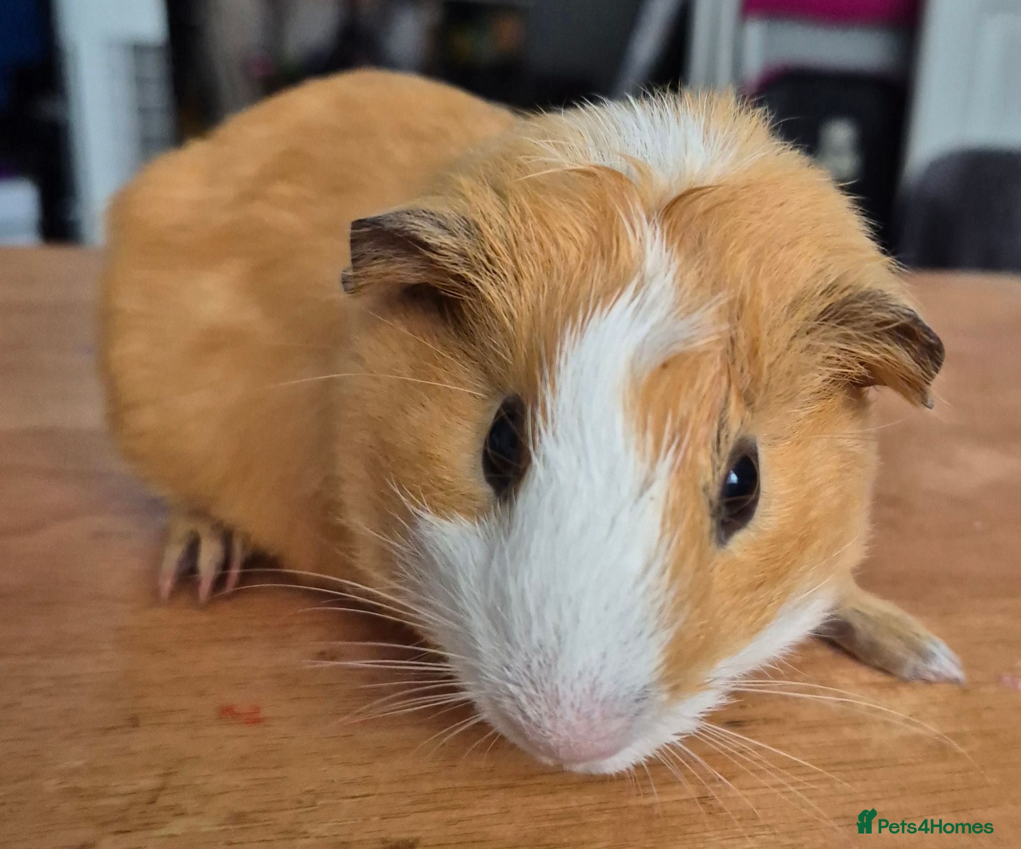 Guinea Pig rodents Bonny teddies guinea pigs - Advert 2