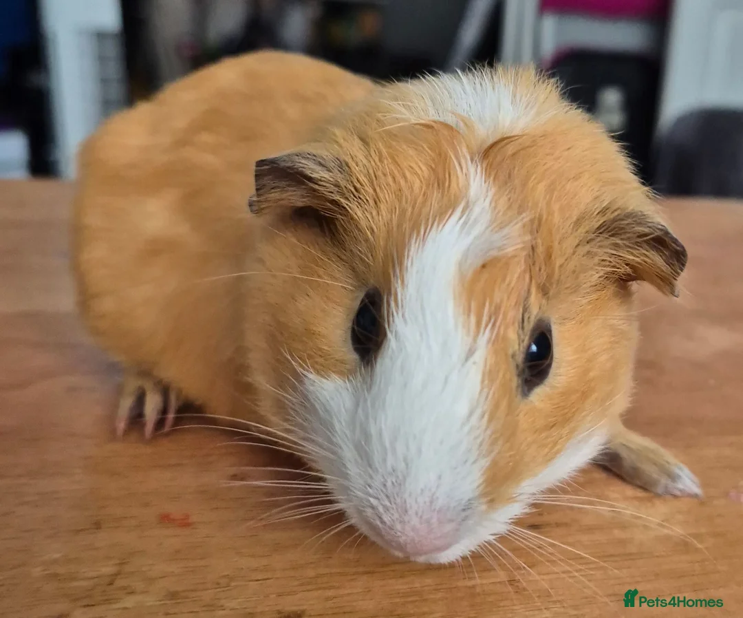 Guinea Pig rodents for sale: Bonny teddies guinea pigs - Advert 2