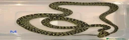 Snake reptiles for sale: Diamond Carpet Pythons - Advert 5