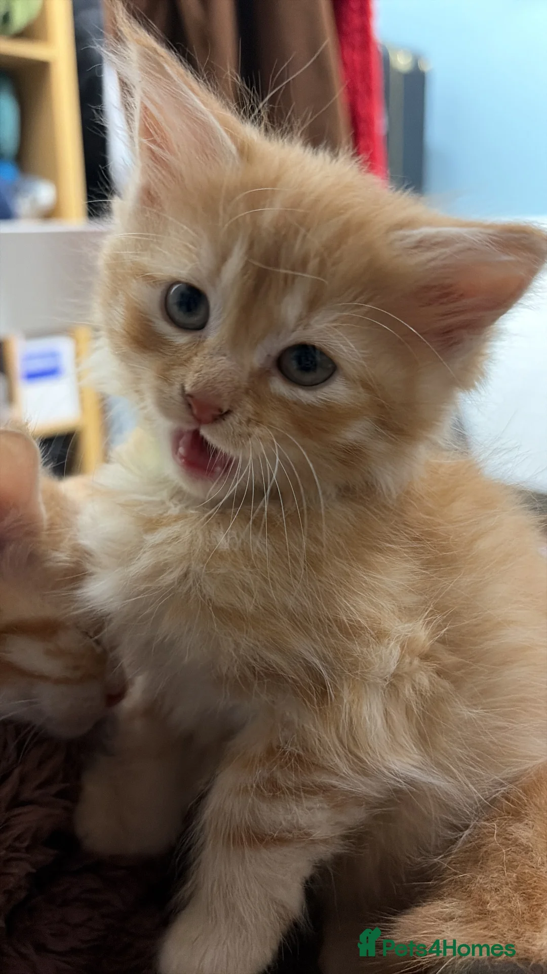 Mixed Breed cats for sale: Ginger and white kittens  - Advert 3