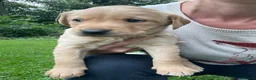 Labrador Retriever dogs for sale: Labrador puppies in Morpeth - Advert 9