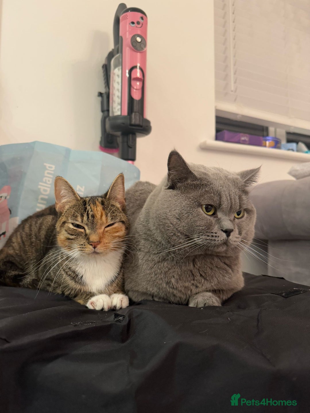 British Shorthair cats for sale: BRITISH SHORTHAIR CROSS OCICAT KITTENS - Image 2