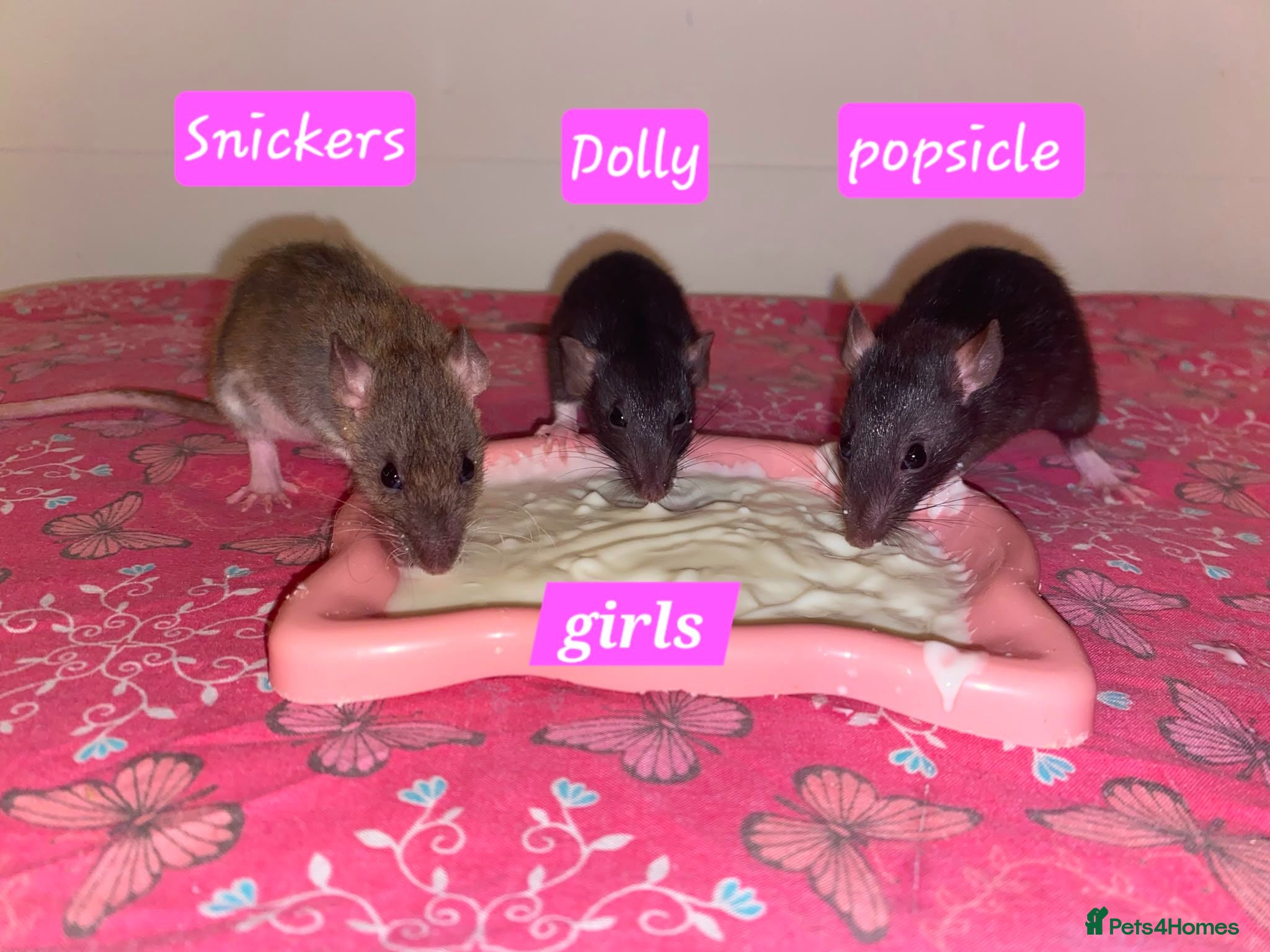 Rat rodents Beautiful babies ratties 🥰🥰🥰 - Advert 2