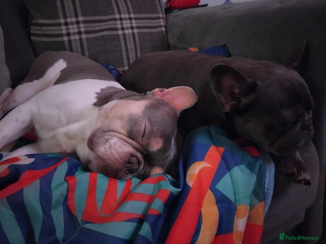 French Bulldog dogs for sale: 4 beautiful french bulldog pups - Advert 2