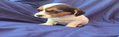 Jack Russell 2