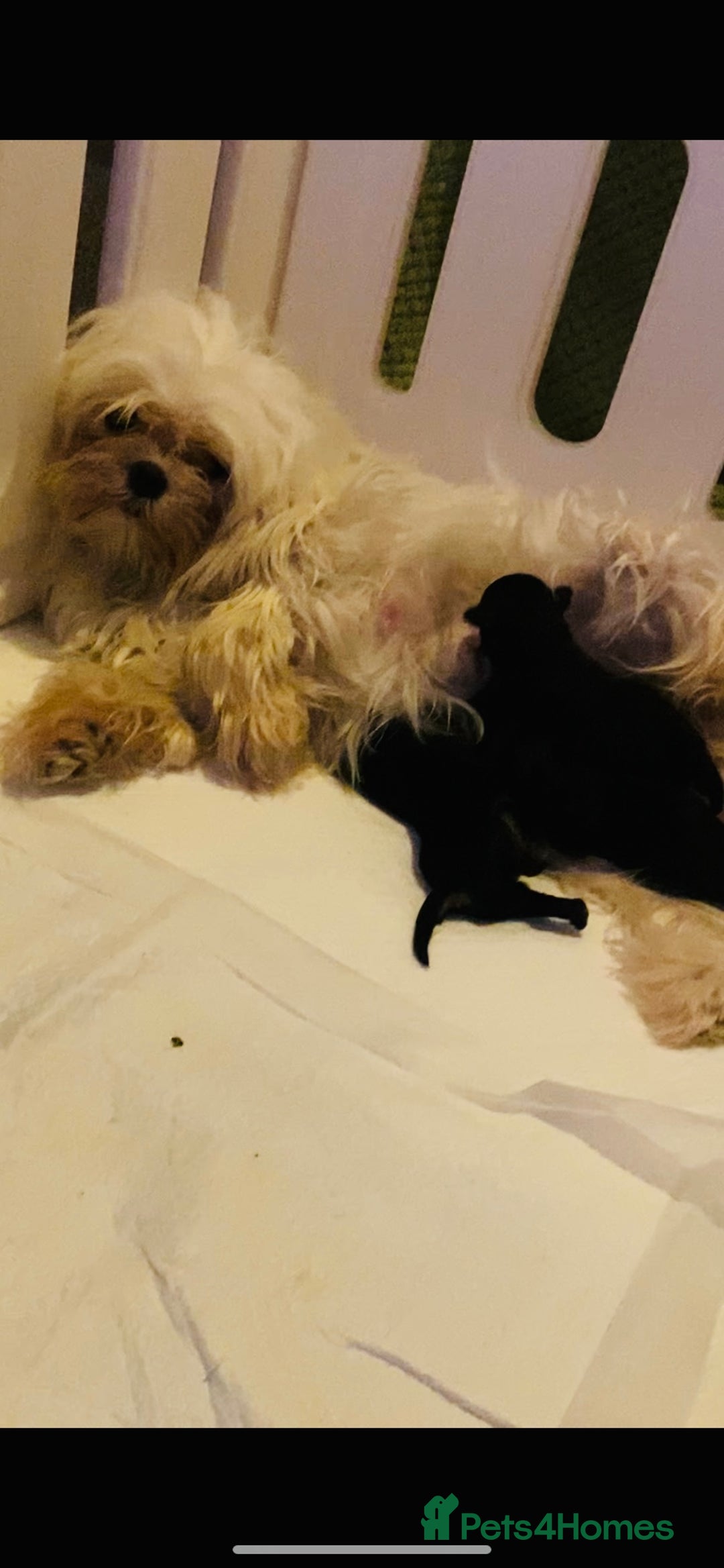 Maltipoo dogs for sale: F1 dollface Korean/Asian maltipoo fur babys  😍💙 - Advert 9