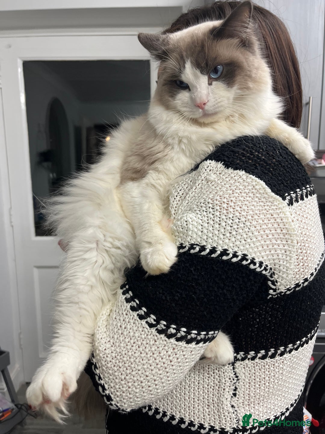 Ragdoll cats for sale: 3 year old blue point bicolour ragdoll - Advert 10