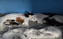 Mixed Breed cats for sale: Premium mixed breed kittens - Image 36