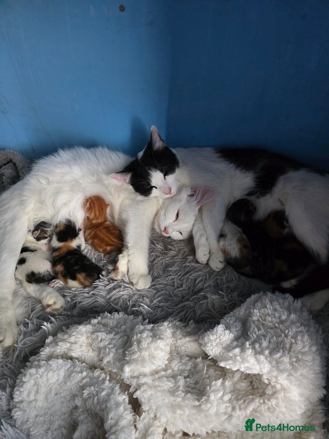 Mixed Breed cats for sale: Premium mixed breed kittens - Image 36