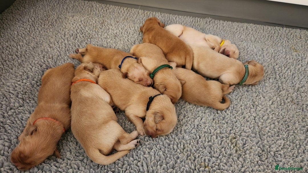 Golden Retriever dogs for sale: Litter of Golden Retriever Puppies Ready Now. - Image 13