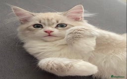 Siberian cats for sale: Siberian kittens   Neva Masquerade White - Image 16