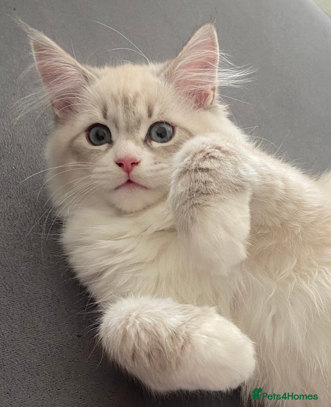 Siberian cats for sale: Siberian kittens   Neva Masquerade White - Image 16