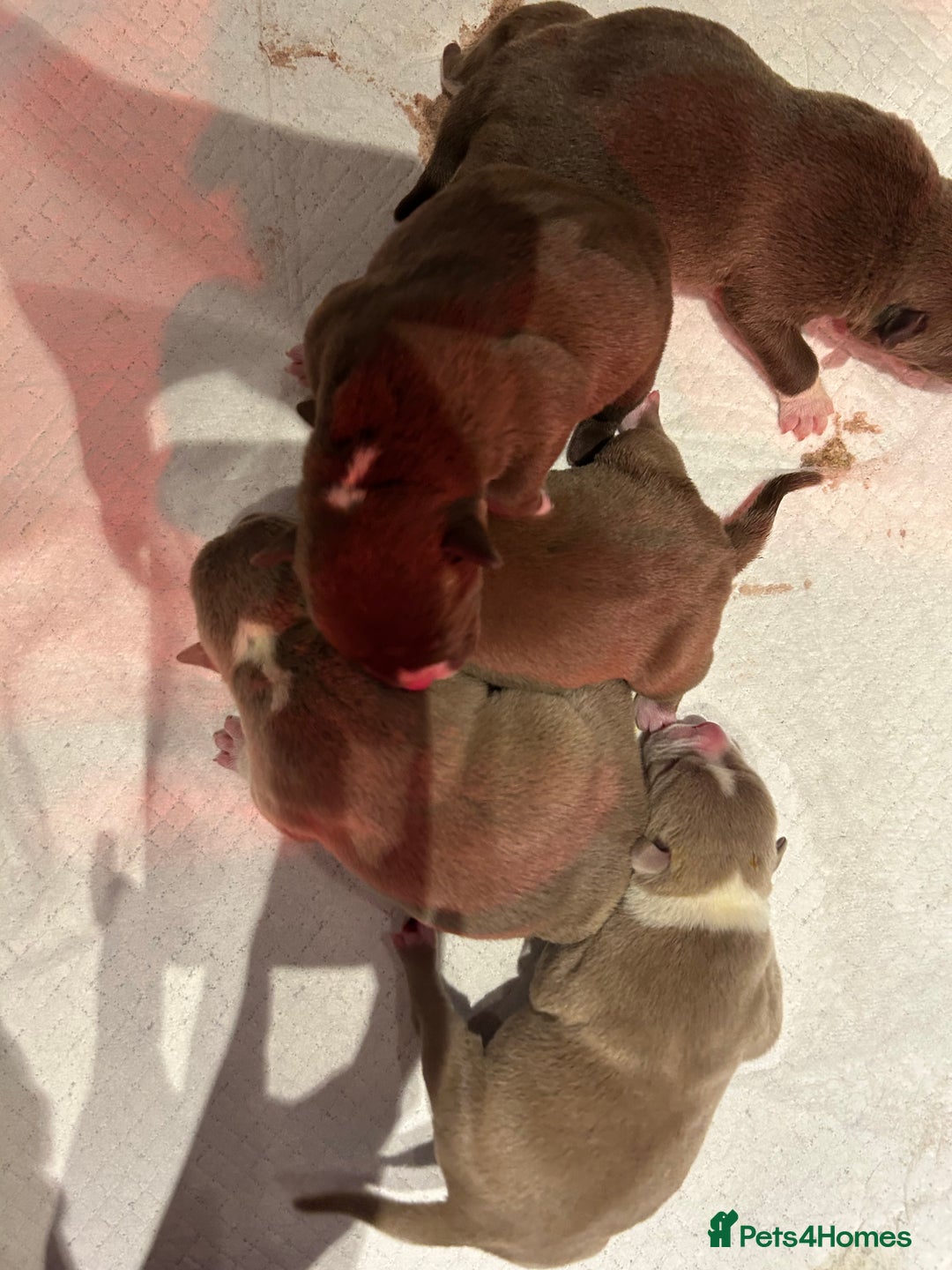 American Bully dogs for sale: American bully pups  - Advert 8