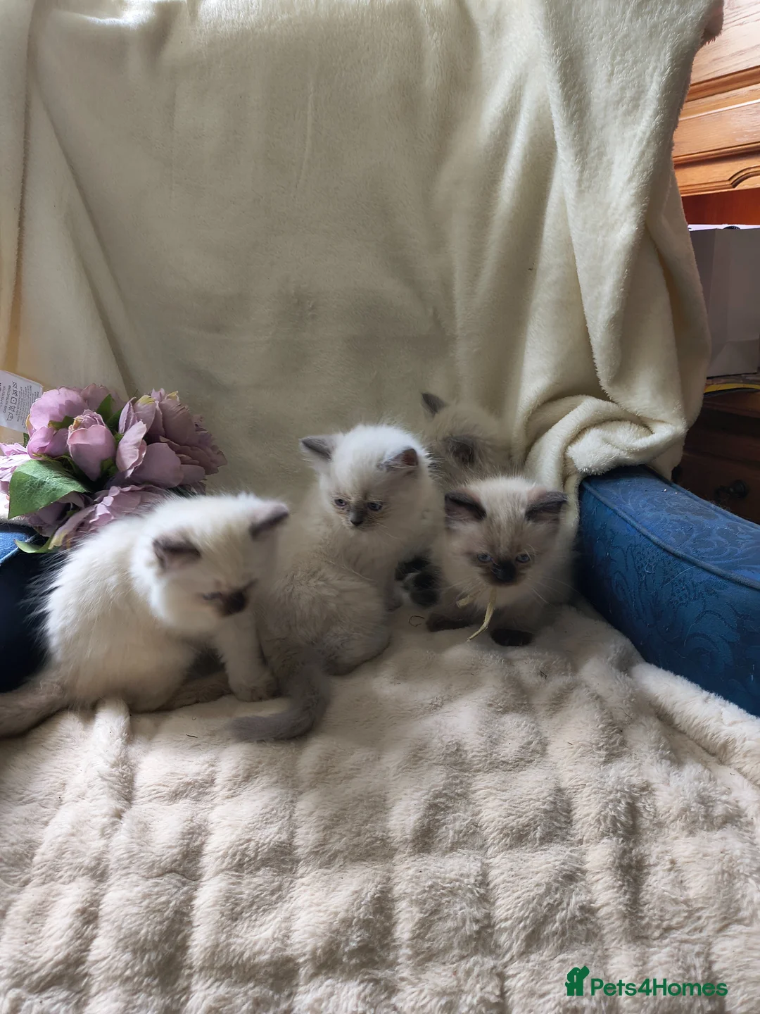 Ragdoll cats for sale: Perdolls  - Advert 2