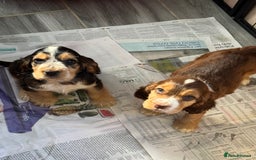 Cocker Spaniel dogs for sale: Kc reg show Cocker Spaniel, 5* Licensed breeder - Image 3