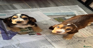 Cocker Spaniel dogs - Advert 3