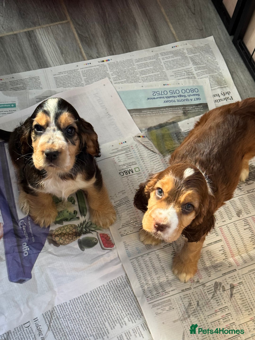 Cocker Spaniel dogs for sale: Kc reg show Cocker Spaniel, 5* Licensed breeder - Image 3