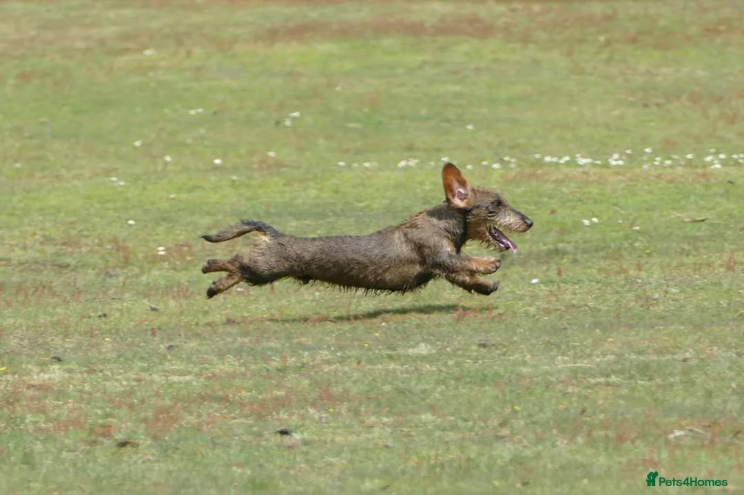 Miniature Dachshund dogs for stud: Miniature Wirehaired Dachshund for Stud in Ringwood - Advert 4