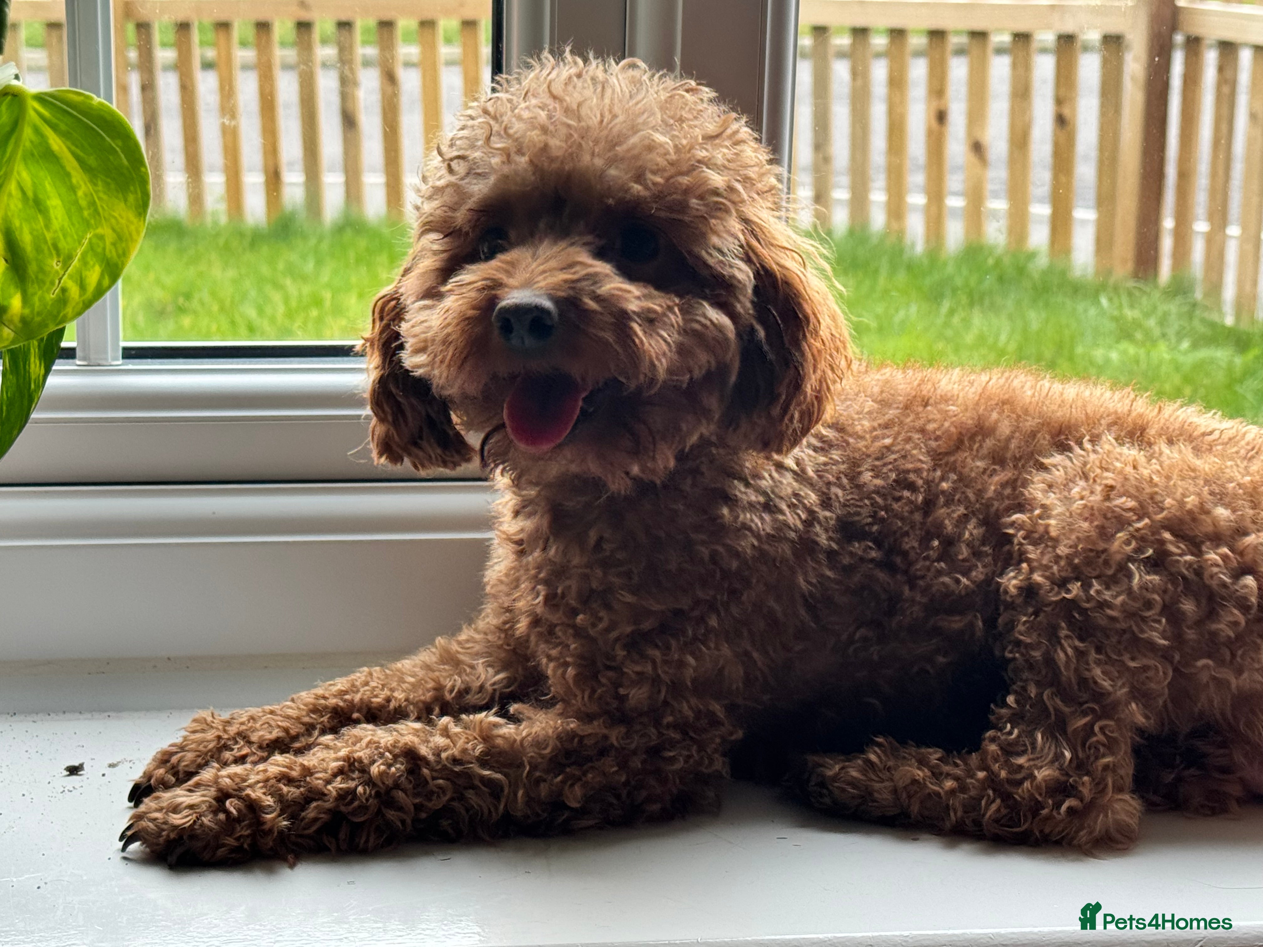 Toy Poodle dogs Vinnie 💥 - Advert 20