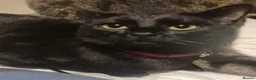 Mixed Breed cats for sale: 2 sisters - Advert 8