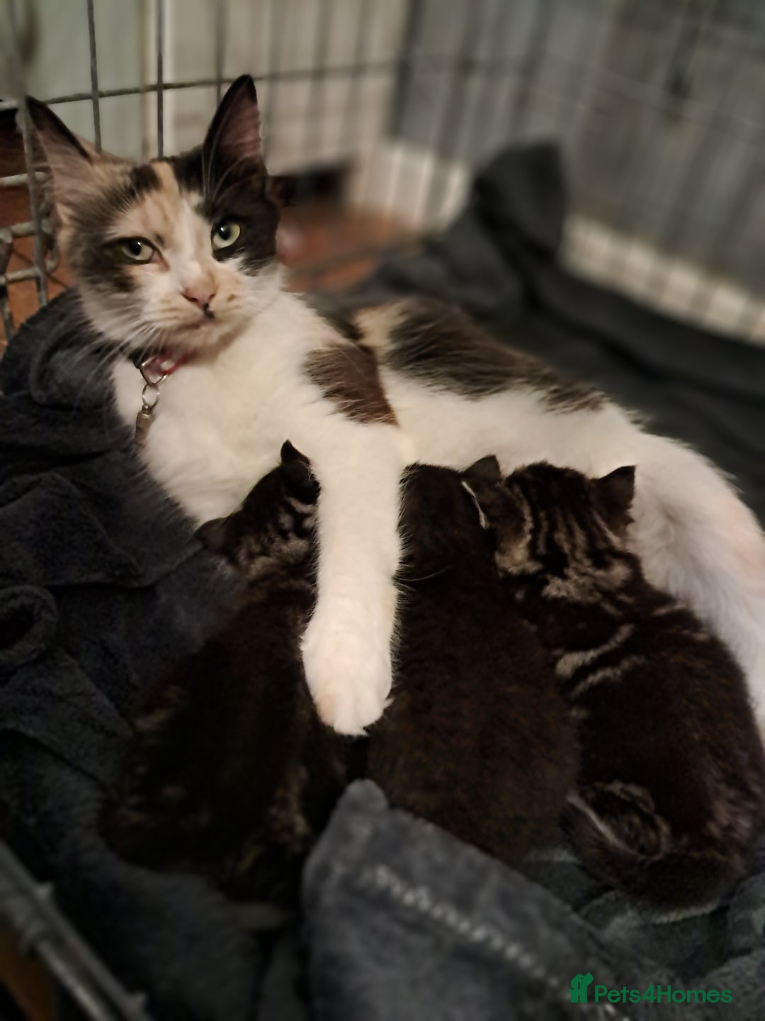 Mixed Breed cats for sale: 3 beautiful black and white kittens  - Image 11