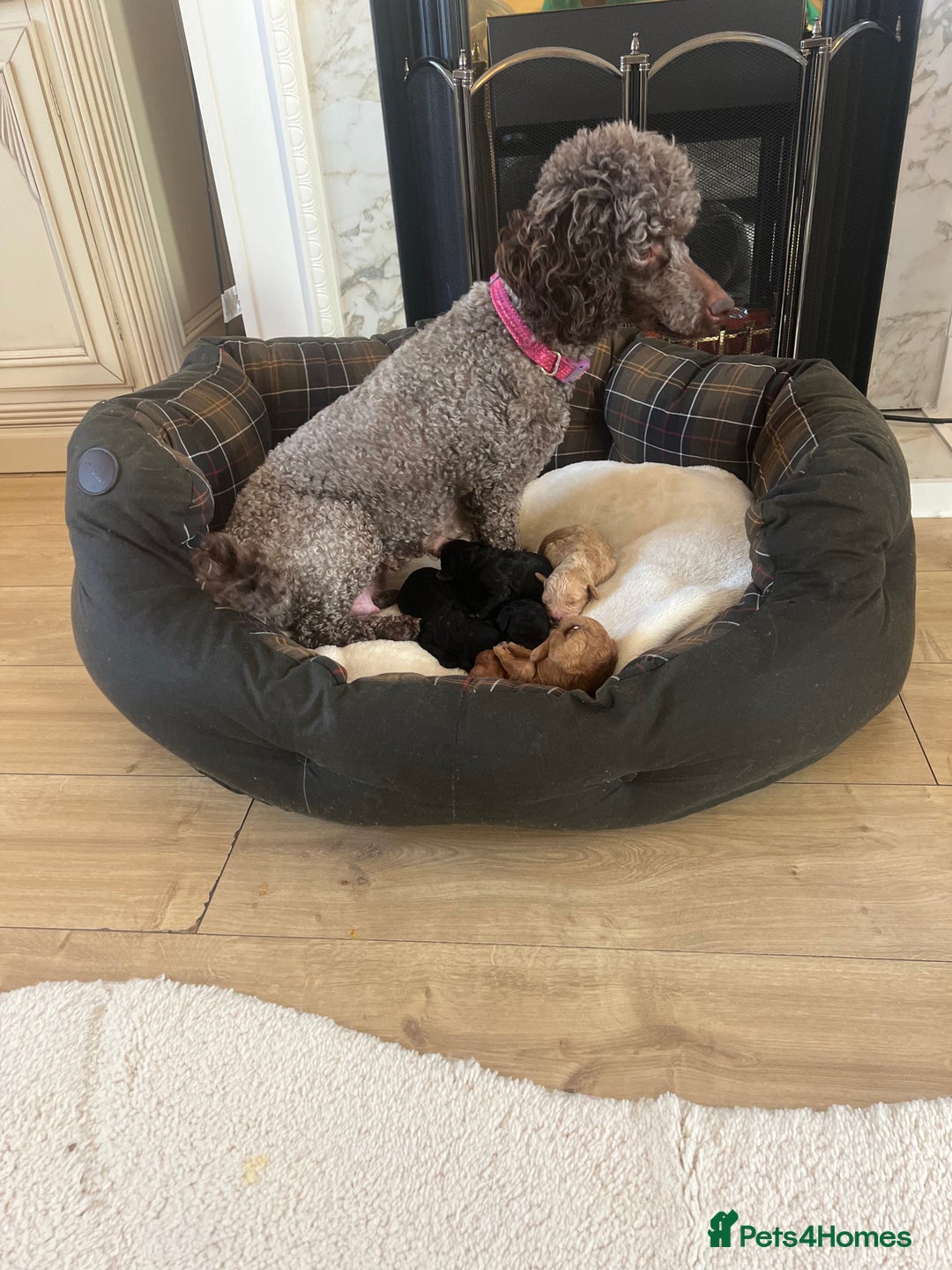 Poodle dogs for sale: Miniature toy poodles for sale - Advert 11